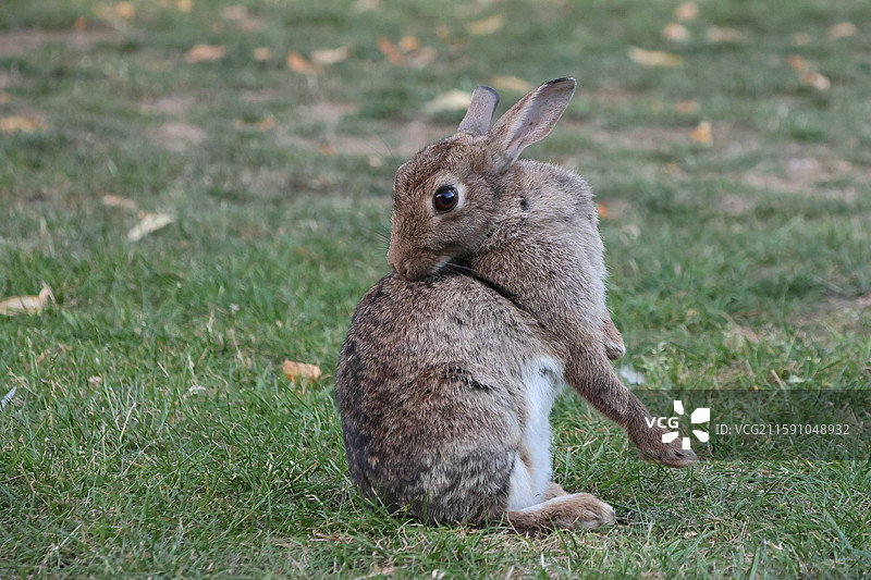 英国利兹LEEDS利兹大学市中心纺织学院张国荣雕像图片素材