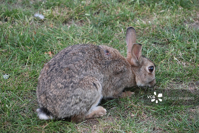 英国利兹LEEDS利兹大学市中心纺织学院张国荣雕像图片素材