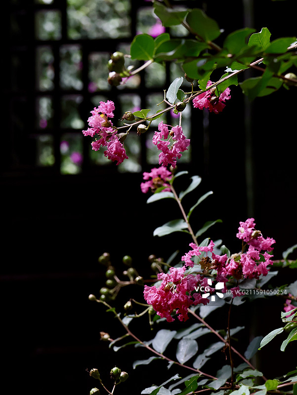 《秋临草堂》 秋风轻叩草堂扉， 紫花缀枝颤微微。图片素材