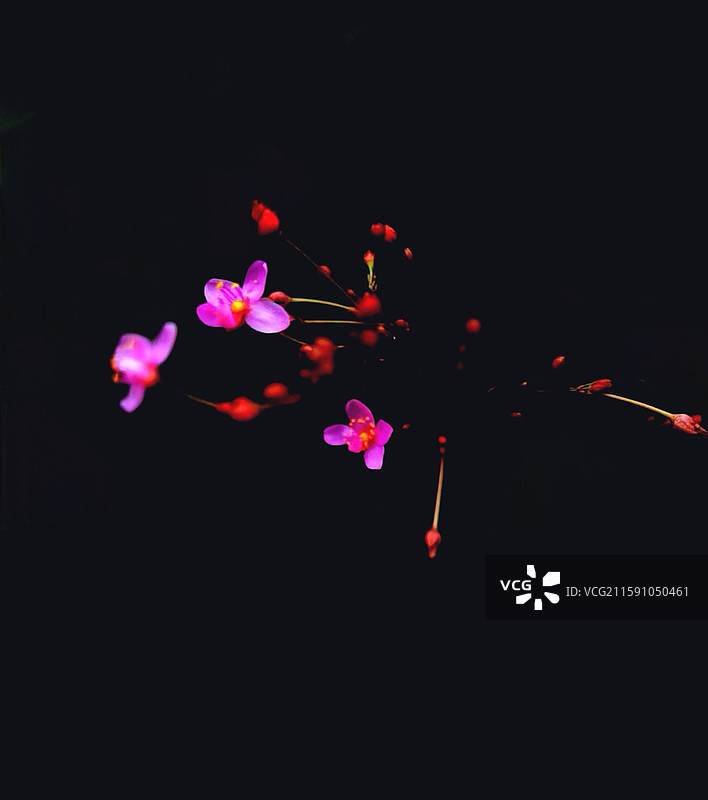 土人参图片素材