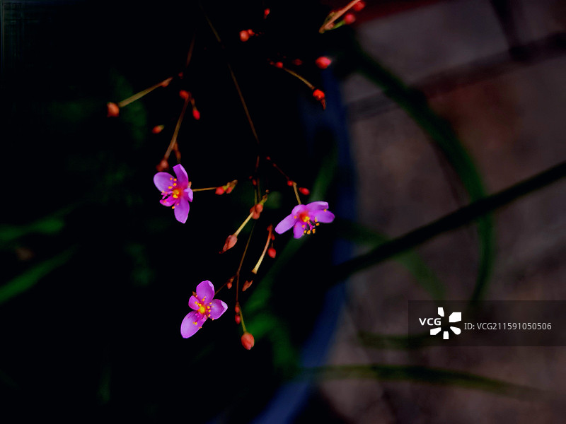 土人参图片素材