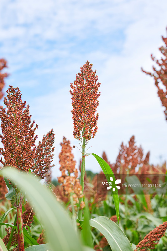 红高粱图片素材