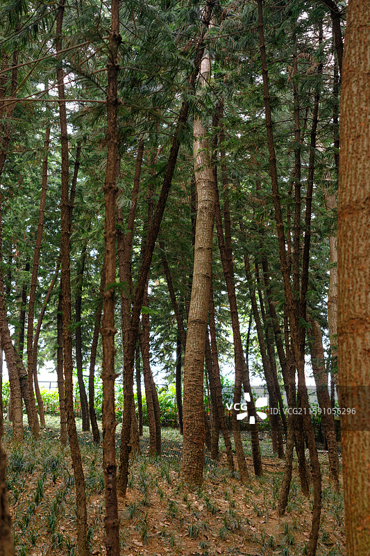 南宁人民公园松树图片素材