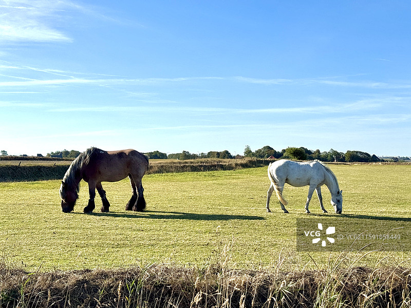 各忙各的。荷兰北部草场上悠闲吃草的马。棕色的那匹马非常高大、强壮。图片素材