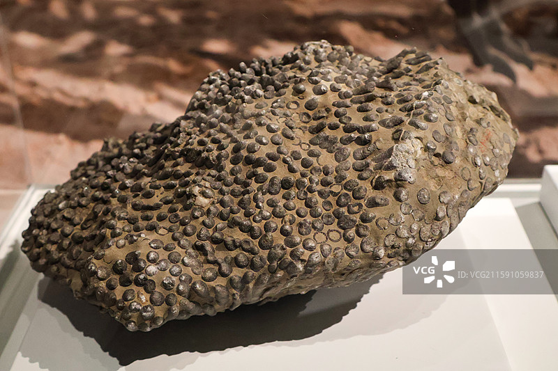 泥盆纪丛状珊瑚化石图片素材