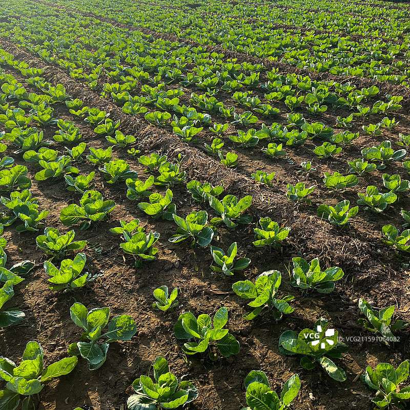 甘蓝、卷心菜、包菜、洋白菜地图片素材