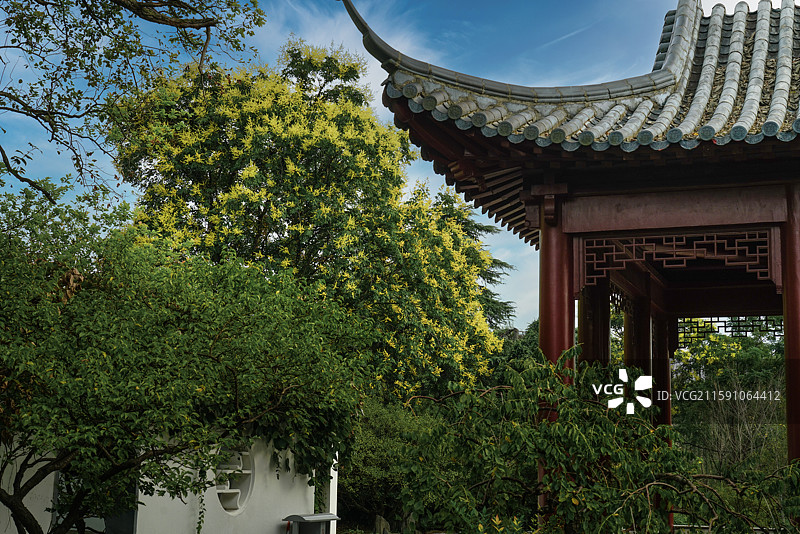 红楼艺文苑栾树开花图片素材