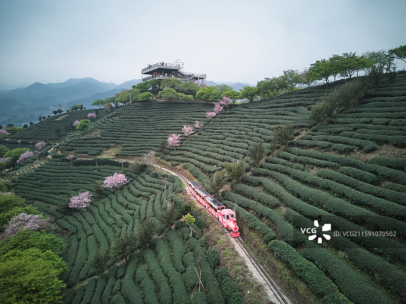 福建省漳平市永福樱花园茶园中的红色小火车图片素材