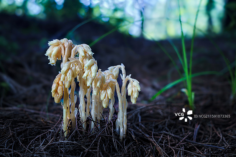 仙草水晶兰（黄色）图片素材