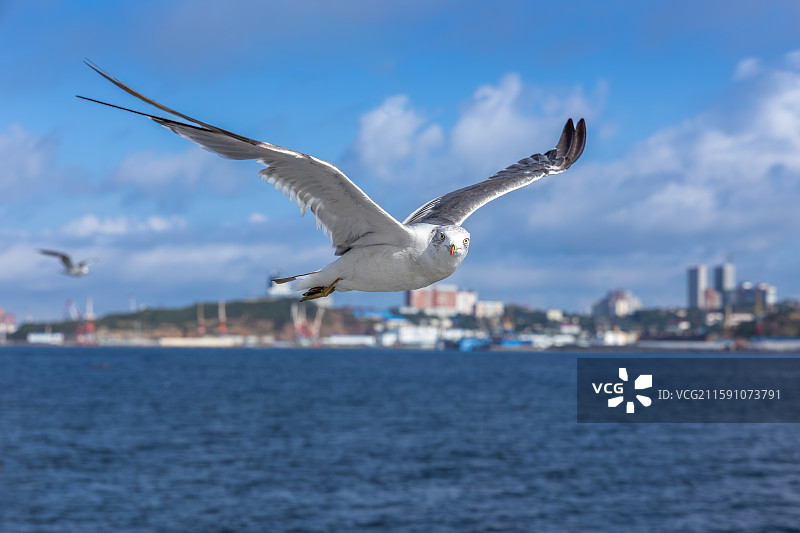 海参崴的黑嘴鸥和普通海鸥图片素材