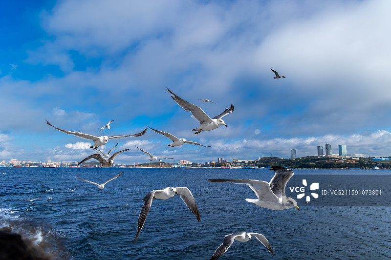海参崴的黑嘴鸥和普通海鸥图片素材