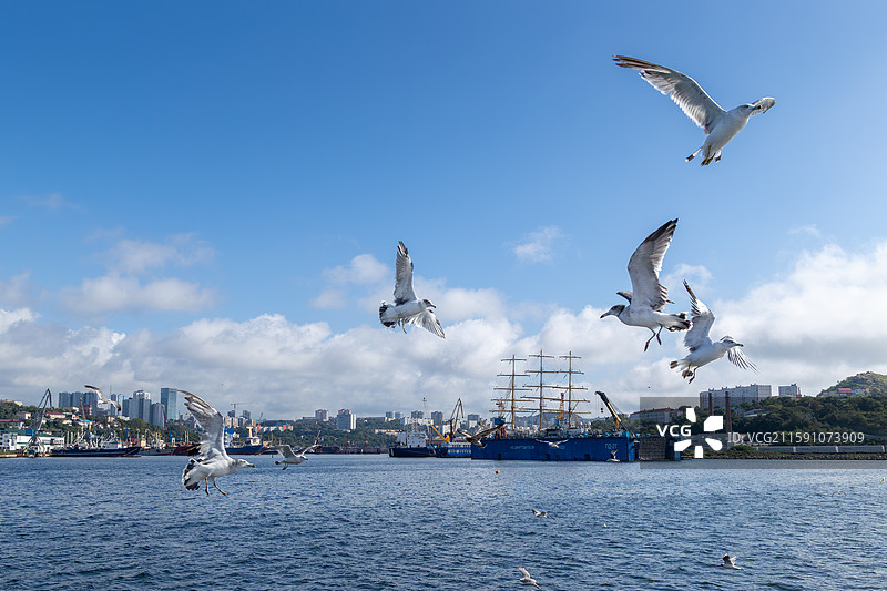 海参崴的黑嘴鸥和普通海鸥图片素材