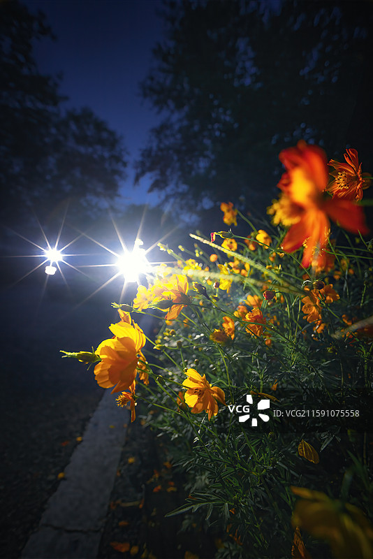 开在夜里的绚烂图片素材