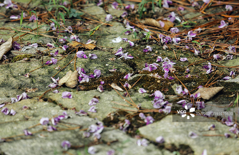 落英缤纷图片素材