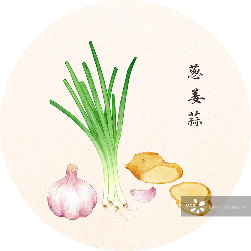 手绘本草纲目插画菜部葱姜蒜图片素材