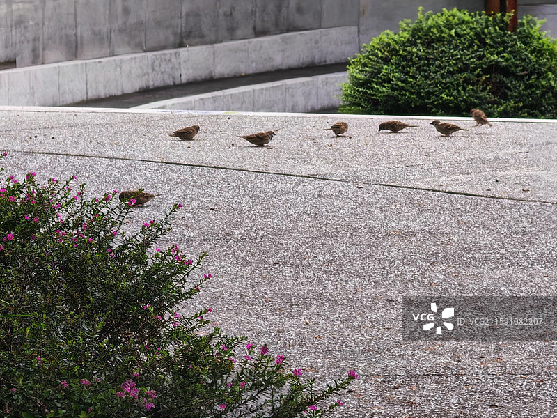 雀步闲庭 灰阶为纸粉花作墨，雀影散落喙啄轻痕，羽的棕褐花的鲜润。把雀的灵动与花的温柔晕染成鲜活的生机图片素材