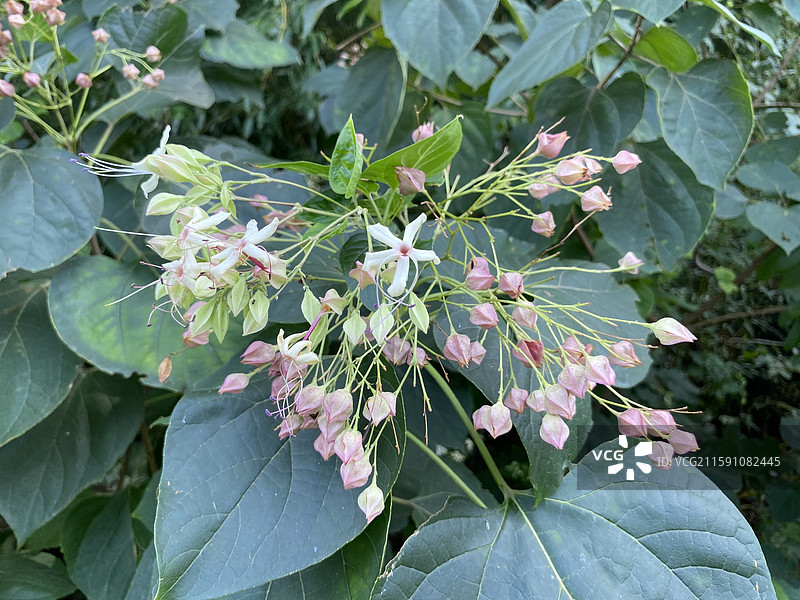 奇花异草——海州常山图片素材