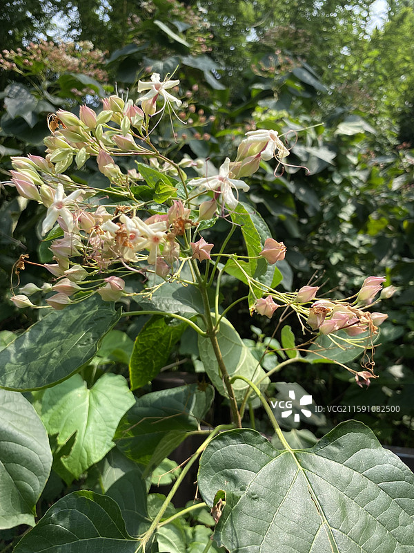 奇花异草——海州常山图片素材