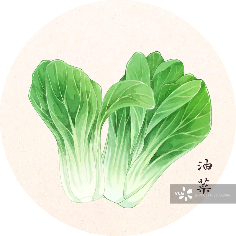 手绘本草纲目插画菜部油菜图片素材