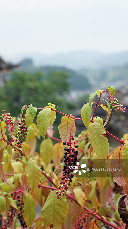 垂序商陆图片素材