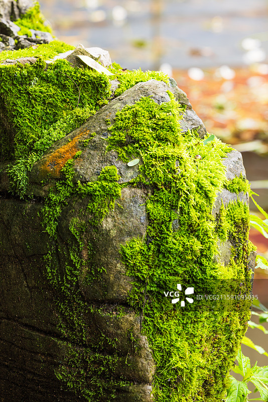 生命力：昆明丰泽植物园樱花小溪两边的嶙峋岩石上，参差不齐的翠绿苔藓和岸边的嫩芽，都展现出勃勃生机。图片素材