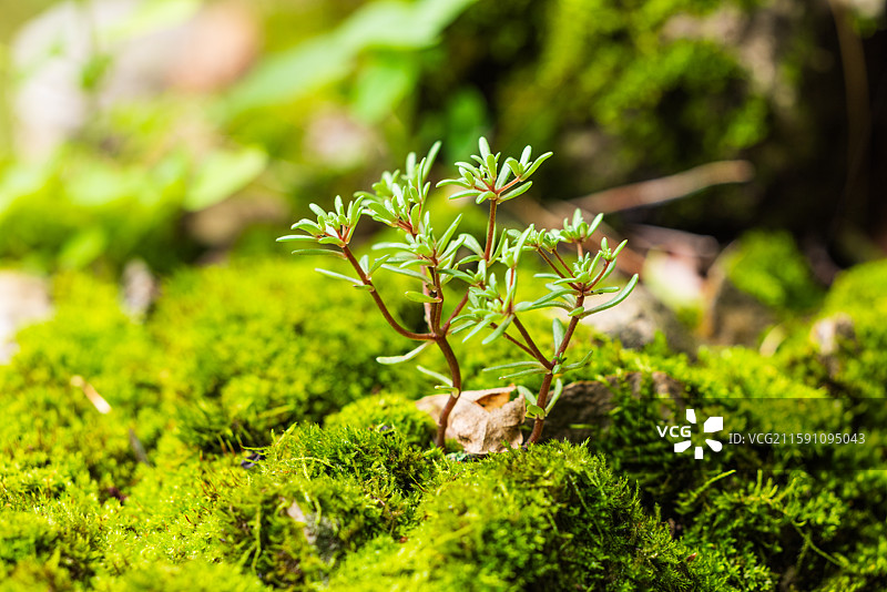 生命力：昆明丰泽植物园樱花小溪两边的嶙峋岩石上，参差不齐的翠绿苔藓和岸边的嫩芽，都展现出勃勃生机。图片素材