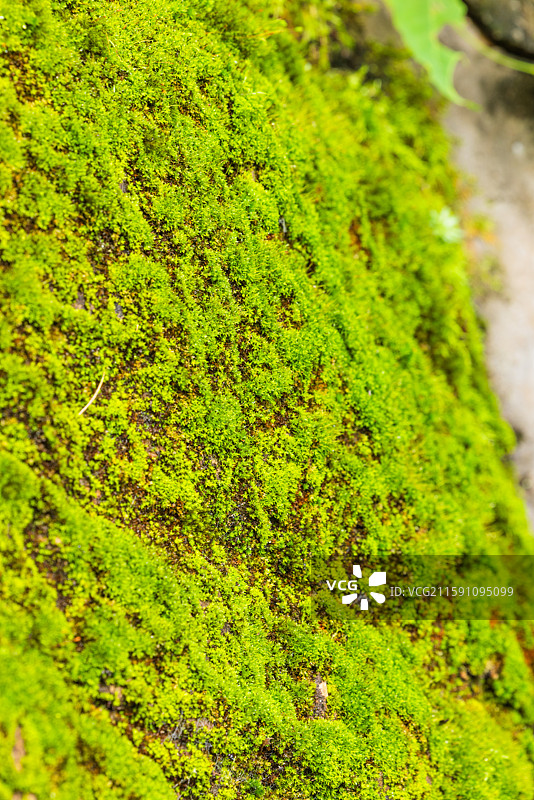 生命力：昆明丰泽植物园樱花小溪两边的嶙峋岩石上，参差不齐的翠绿苔藓和岸边的嫩芽，都展现出勃勃生机。图片素材