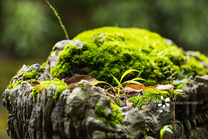 生命力：昆明丰泽植物园樱花小溪两边的嶙峋岩石上，参差不齐的翠绿苔藓和岸边的嫩芽，都展现出勃勃生机。图片素材