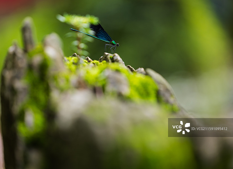 生命力：昆明丰泽植物园樱花小溪两边的嶙峋岩石上，参差不齐的翠绿苔藓和岸边的嫩芽，都展现出勃勃生机。图片素材