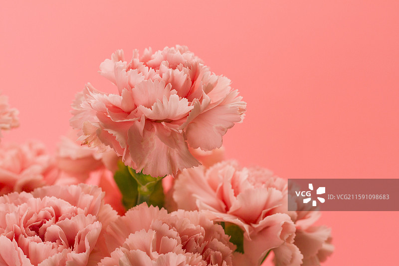 粉色康乃馨影片拍摄图片素材