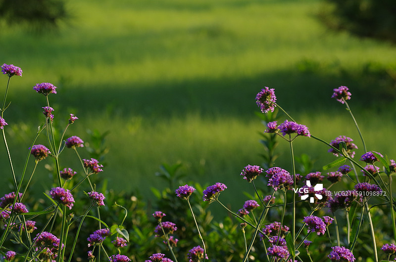马鞭草 凤颈草 紫顶龙芽草 紫色浪漫图片素材