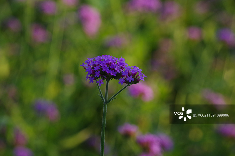 马鞭草 凤颈草 紫顶龙芽草 紫色浪漫图片素材