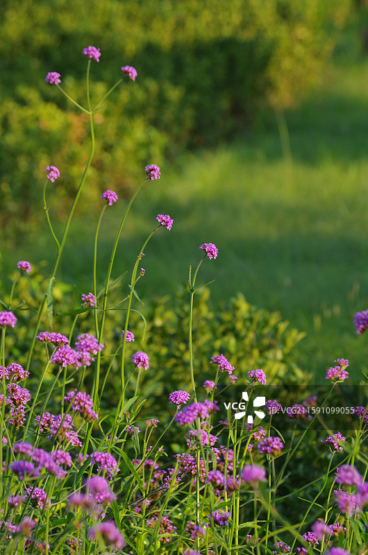 马鞭草 凤颈草 紫顶龙芽草 紫色浪漫图片素材
