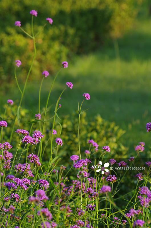 马鞭草 凤颈草 紫顶龙芽草 紫色浪漫图片素材