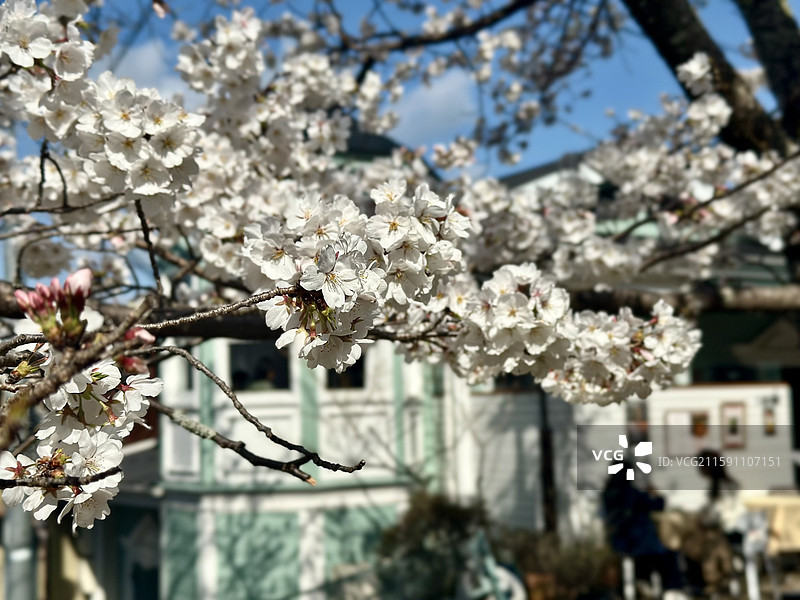 日本京都哲学之道-南禅寺樱花特写图片素材