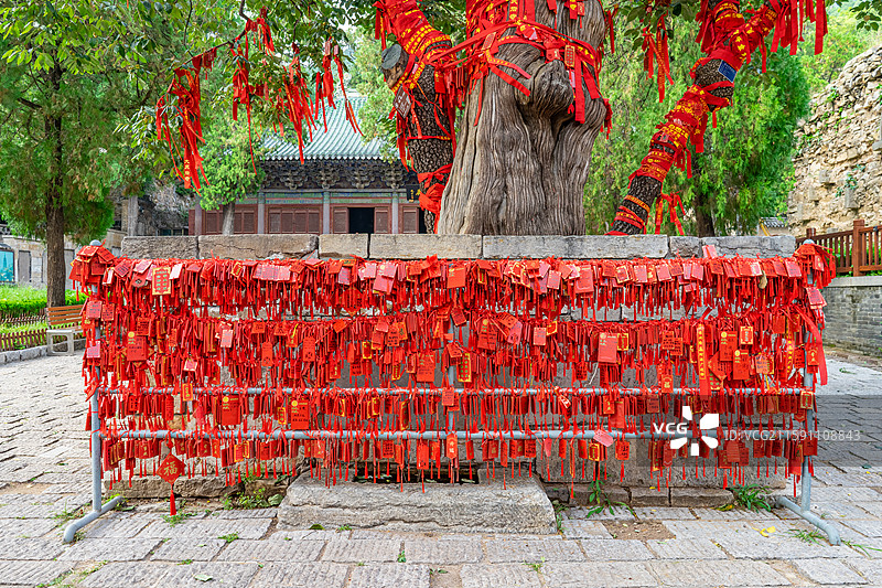 中国山东济南泰安泰山大灵岩寺摩顶松，柏柿如意树侧柏和柿子树株树莲台和石山胜水，户外白昼无人图像摄影图片素材