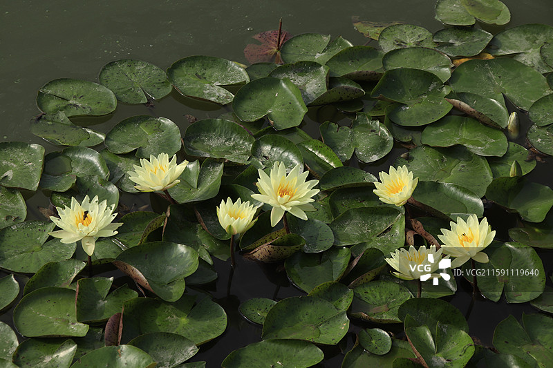 出淤泥而不染的睡莲花图片素材
