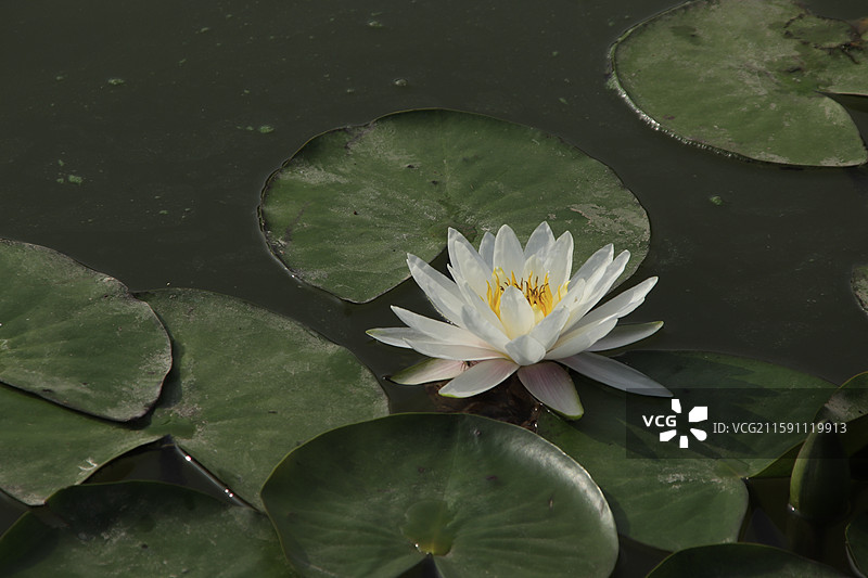 出淤泥而不染的睡莲花图片素材