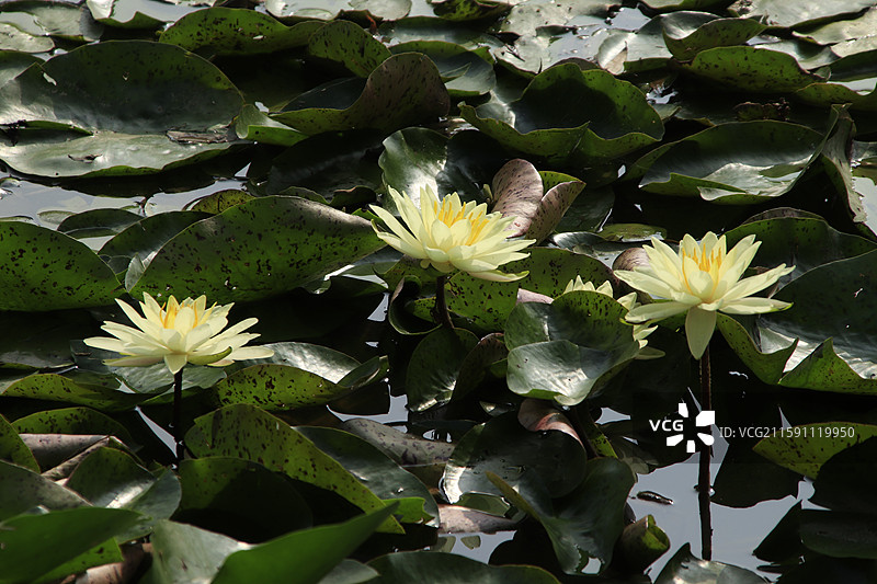 出淤泥而不染的睡莲花图片素材