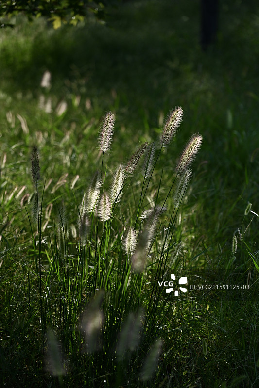 青岛莱西市休体公园里的狗尾巴草图片素材