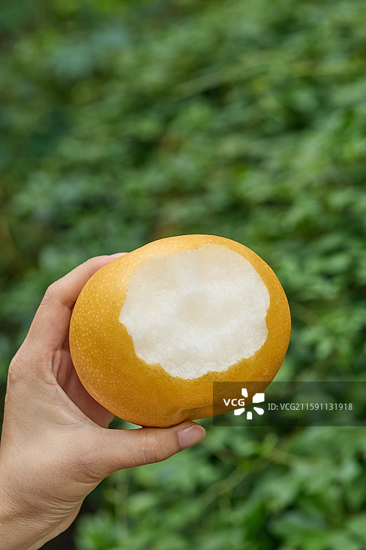 秋月梨 新鲜秋月梨 莱阳秋月梨 秋月梨素材 山东秋月梨 冰糖丰水梨 丰水梨 梨子 黄金梨 黄梨图片素材