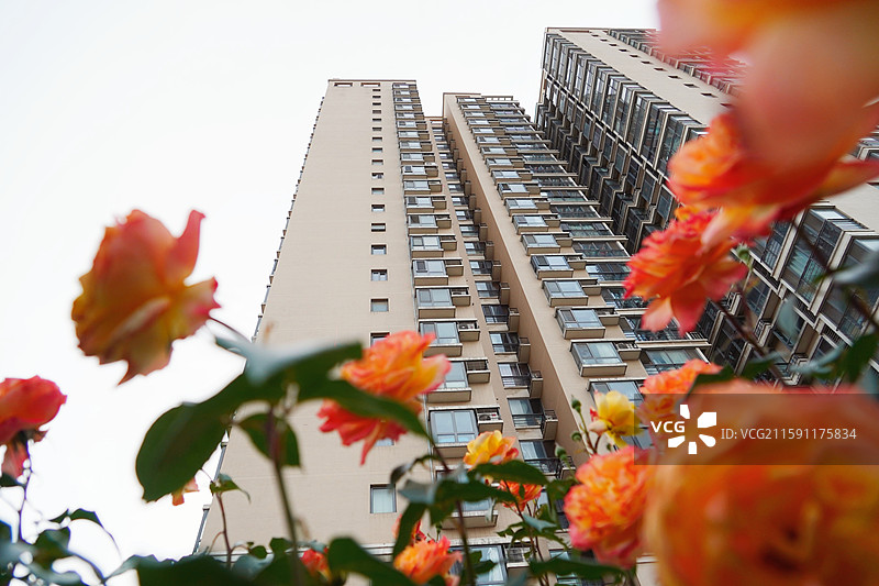 夏天公园里的月季花图片素材