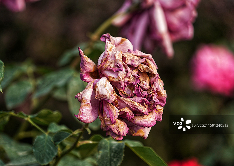 夏天公园里的月季花图片素材