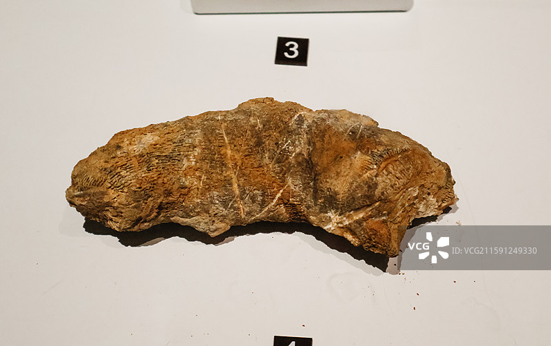 二叠纪单体珊瑚化石图片素材