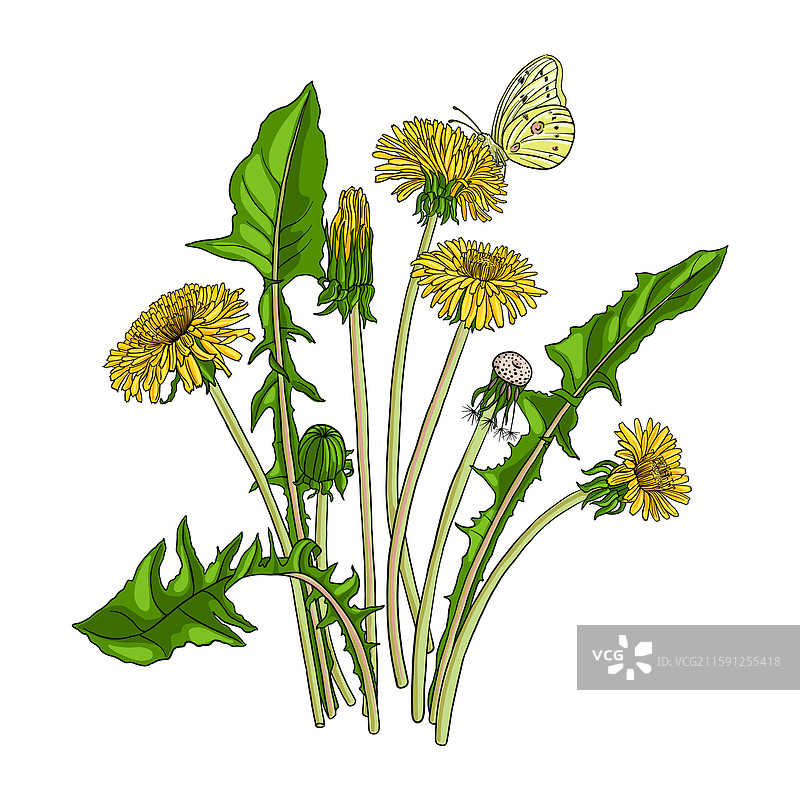 蒲公英花的绘画图片素材