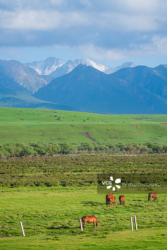 草原雪山风光祁连山脉焉支山河西走廊图片素材