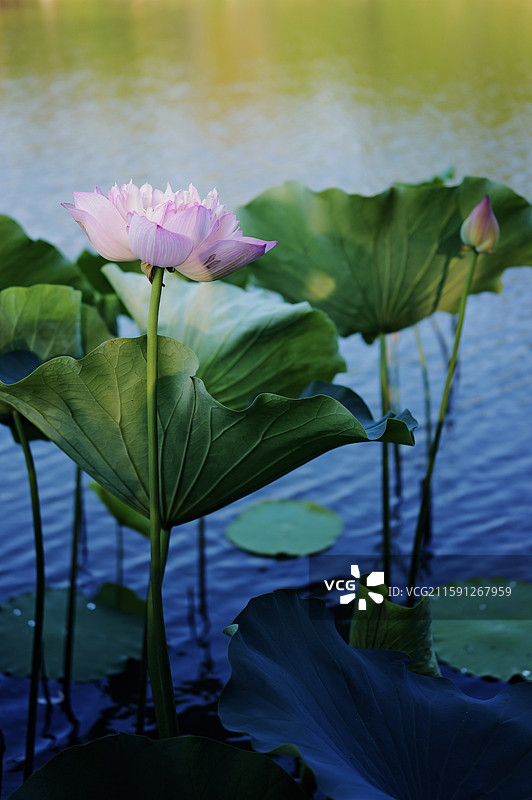 出淤泥而不染图片素材