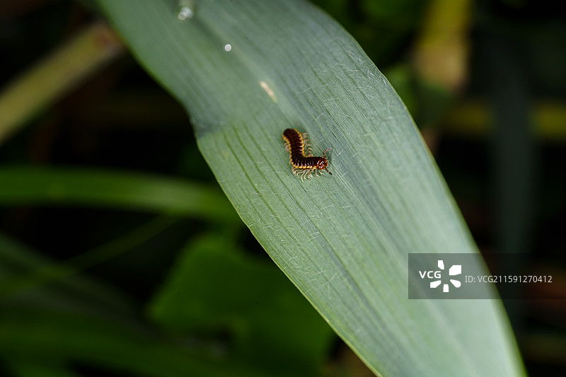 绿叶上的条纹千足虫图片素材