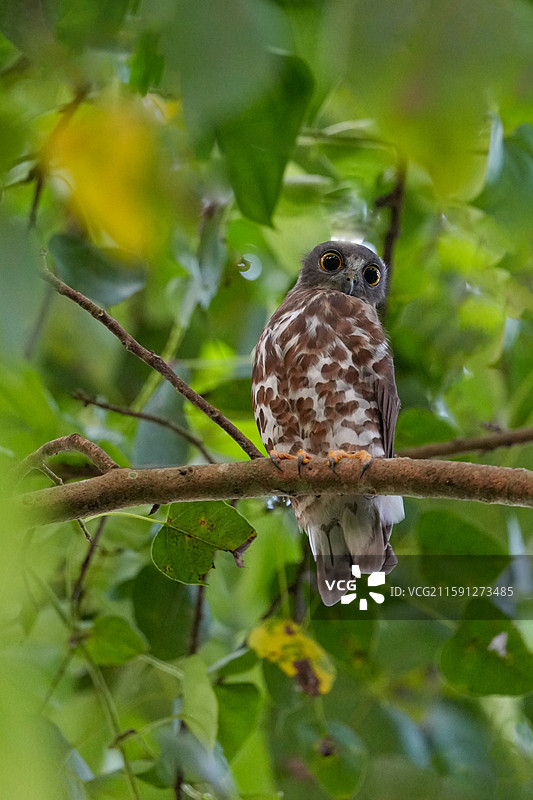 树上的鹰鸮图片素材