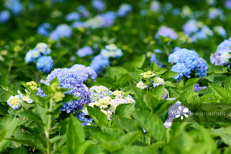大连英歌石植物园盛开的绣球花（紫阳花、八仙花、粉团花）图片素材